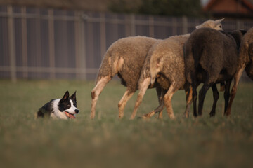 Border collie dog gathers the sheep together