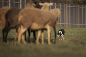 Border collie dog gathers the sheep together