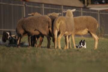 Obraz na płótnie Canvas Border collie dog gathers the sheep together