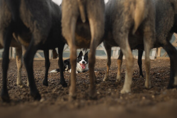 Fototapeta premium Border collie dog gathers the sheep together