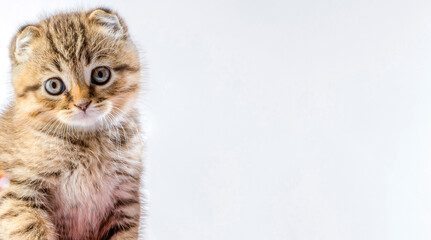 beautiful kitten. portrait of a British breed kitten on a white background with an empty space for texts and inscriptions