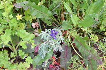 Hairy lupin, West Australian blue lupin, Hairy blue lupin, Sandplain lupin, Lupinus cosentinii 

