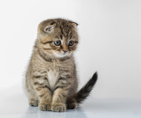 Obraz premium beautiful kitten. portrait of a British breed kitten on a white background with an empty space for texts and inscriptions