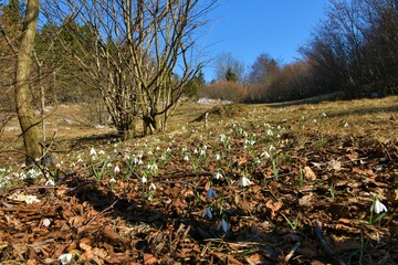 Common snowdrop (Galanthus nivalis) spring flowers in front of a meadow in the middle of a forest at Trnovo forest plateau