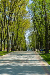 colorful nature, national park. green leaves on the trees. paths in the park.