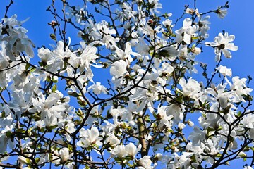 Beautiful white magnolia flowers spring sunny day, the awakening of nature. large magnolia flowers against the blue sky.