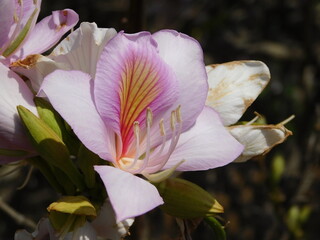 Orchid tree, or Bauhinia variegata pink flower