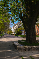  large green tree grows from under the asphalt in the middle of the alley.