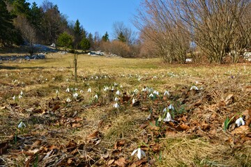 Common snowdrop (Galanthus nivalis) spring flowers in front of a meadow in the middle of a forest at Trnovo forest plateau