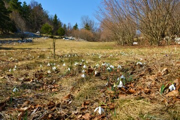 Common snowdrop (Galanthus nivalis) spring flowers in front of a meadow in the middle of a forest...