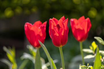 Closeup of tulipa 'Kingsblood' in a garden in Spring