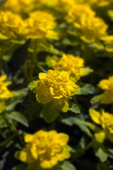 Closeup of flowers of Euphorbia epithymoides in a garden in Spring