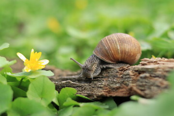 Snail and flowers in the forest, green spring nature