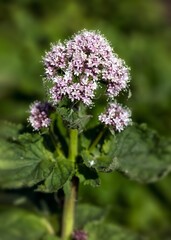 Closeup of flower of Valeriana pyrenaica in a garden in Spring