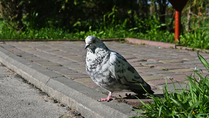 dove looks into the camera. multi-colored unusual dove stands on the ground. close-up shot of birds.