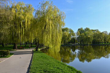 colorful national park. large lake in the park. willow tree branches hang over the water. clear mirror lake. reflection of trees in the lake.