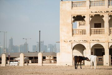 Doha,Qatar, May 01,2022 : View on Arabian horse in the old market souk Waqif in Doha,Qatar.