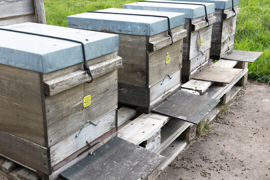 Several beehives with dead bees, bee mortality in spring