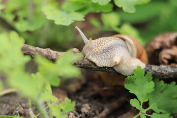 A snail crawls along a branch in the forest