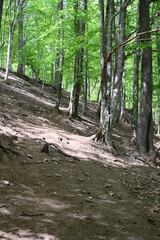 Exposure of beech tree roots