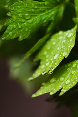 Parsley with water drops. plant in the rain. leafs with drops. wet herbs