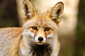 Fototapeta premium red fox (vulpes vulpes) in the mountains looking towards the camera