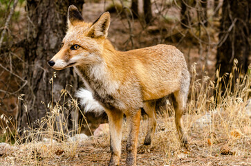 Naklejka na ściany i meble specimen of red fox (vulpes vulpes) walks among the pines