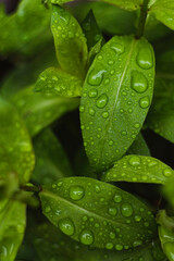 green leafs with water drops. detail shot of fresh leafs after the rain. 