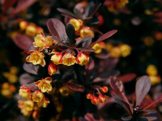 pretty,small,yellow flowers of berberis bush at spring