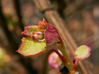 Naklejka na ściany i meble growing leaves and flower buds of creeper Aristolochia Macrophylla-birthwort