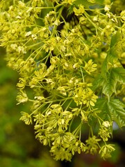 small,yellow flowers of maple tree at spring