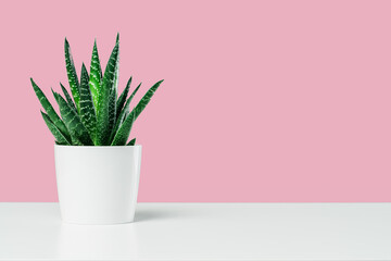 One aloe succulent in white pot on sunlit pink background. Environment friendly summer or spring time minimal design concept with copy space