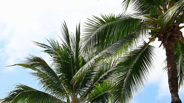 Background of tropical palm tree leaves swaying in the breeze with patterns forming from their shape and the way sunlight and shadow is falling on the leaves with cloud background.
