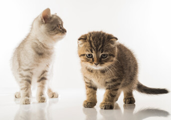 beautiful kittens portrait. British breed kittens in motion on a white background studio in full growth
