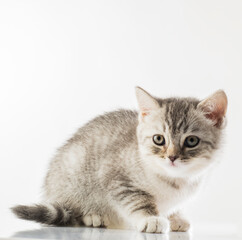 beautiful kittens portrait. British breed kittens in motion on a white background studio in full growth
