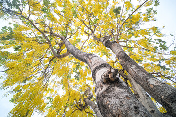 photo up to the spring tree top shot from below