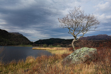 Lone Tree Catching The Sun At Llyn Dinas