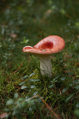 Red russula in moss. Forest Glade