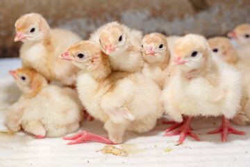 A brood of domestic turkeys © Людмила Бандурина