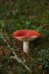 Red russula in moss. Forest Glade