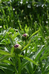 Paeonia peregrina is a species of flowering plant in the peony family Paeoniaceae, native to Southeastern Europe and Turkey. It is an erect, herbaceous perennial with 9-lobed, deeply divided leaves. S