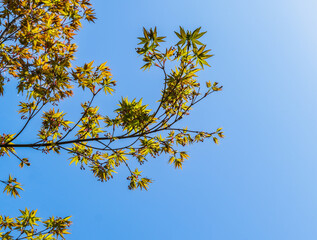 Maple Acer Palmatum with bright orange leaves in blossom against blue sky. Selective focus. Sunny spring day. Place for your text. Concept for natural design