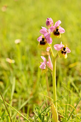Fototapeta premium Orquideas silvestres del sr de España