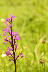 Orquideas silvestres del sr de España