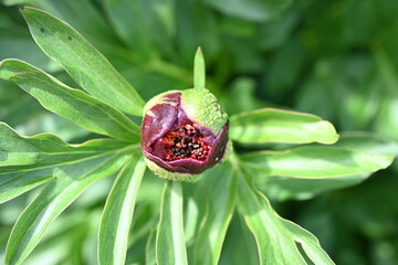 Paeonia peregrina is a species of flowering plant in the peony family Paeoniaceae, native to Southeastern Europe and Turkey. It is an erect, herbaceous perennial with 9-lobed, deeply divided leaves. 