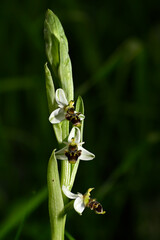 Orquideas silvestres del sr de España