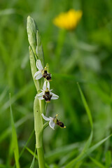 Orquideas silvestres del sr de España