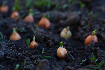 Young sprouts of onions in the vegetable garden in spring. Farming and growing vegetables.
