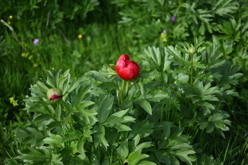 Paeonia peregrina is a species of flowering plant in the peony family Paeoniaceae, native to Southeastern Europe and Turkey. It is an erect, herbaceous perennial with 9-lobed, deeply divided leaves. 