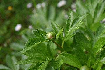 Paeonia peregrina is a species of flowering plant in the peony family Paeoniaceae, native to Southeastern Europe and Turkey. It is an erect, herbaceous perennial with 9-lobed, deeply divided leaves. 